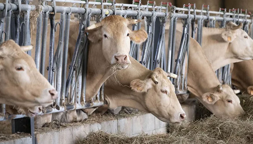 Ganado vacuno en Francia