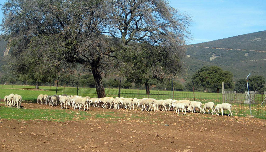 Rebao extensivo en Castilla-La Mancha
