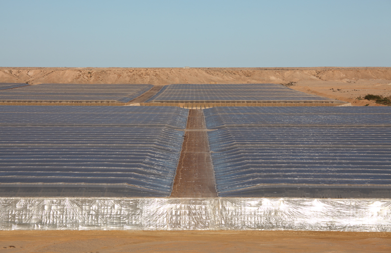 Imagen de un invernadero de tomate en Dakhla, en el S�hara Occidental