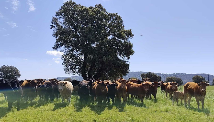 Ganado vacuno de carne