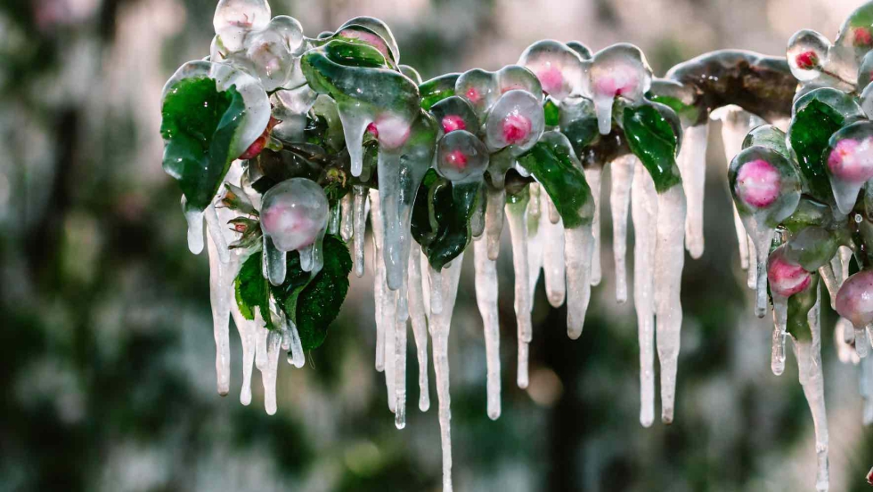 Las heladas son una de las principales amenazas para los cultivos y cada a�o provocan importantes p�rdidas