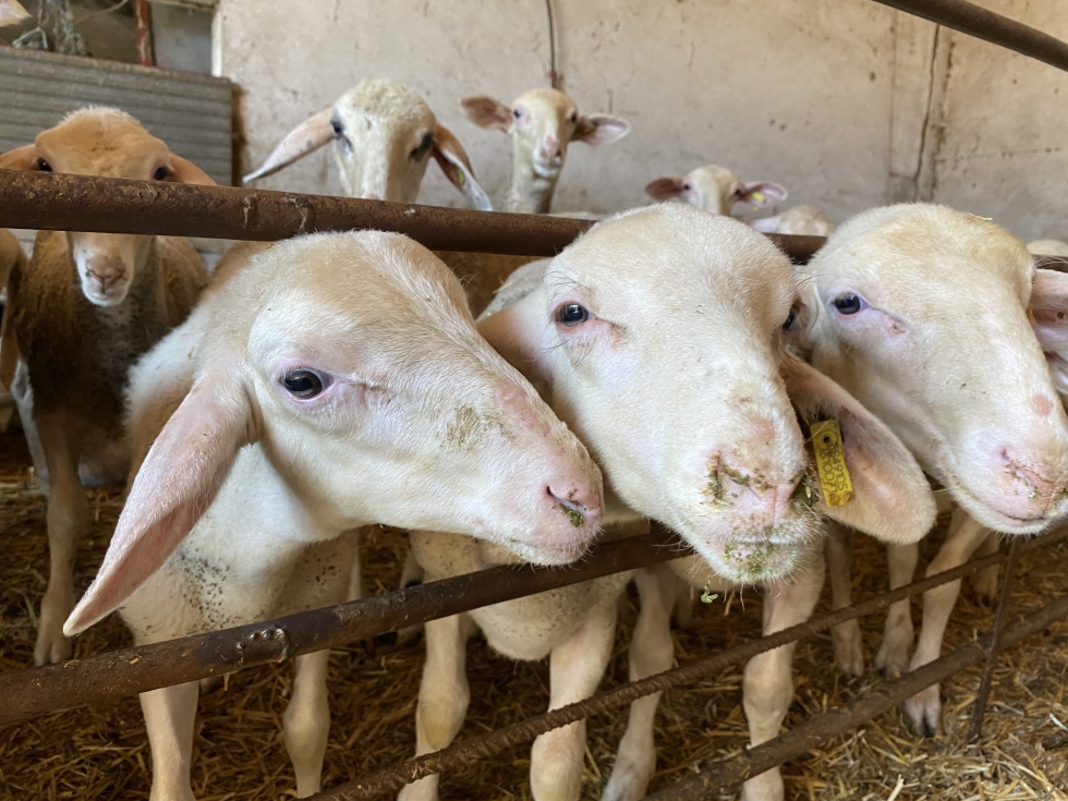 Ejemplares de la raza ovina Lacaune