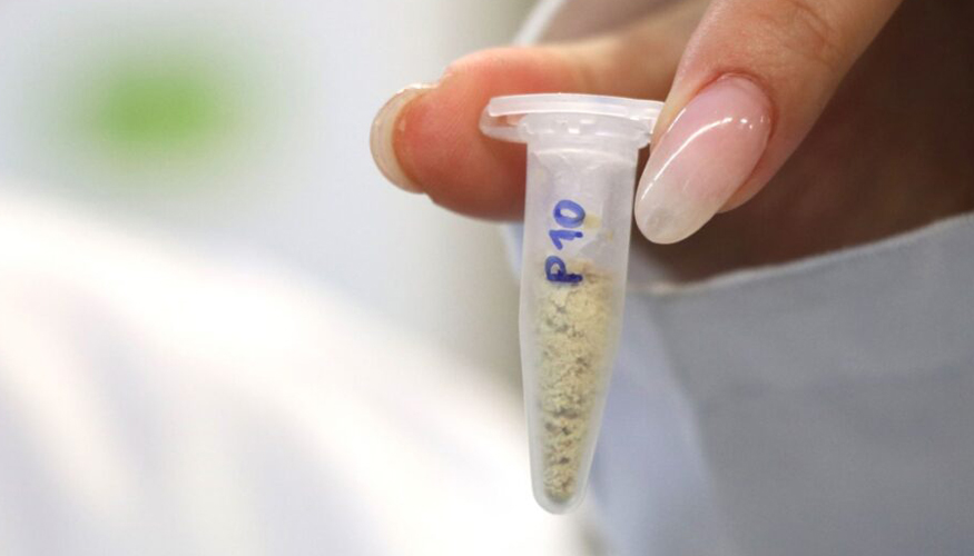 Muestra de polvo de sarmiento, preparada para ser almacenada en el congelador