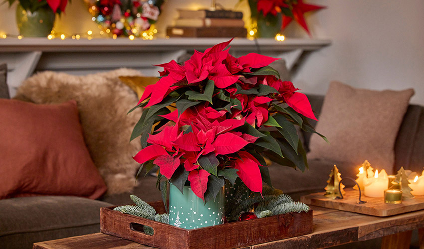 Adem�s de su uso como planta ornamental, la poinsettia tambi�n puede emplearse como flor cortada...