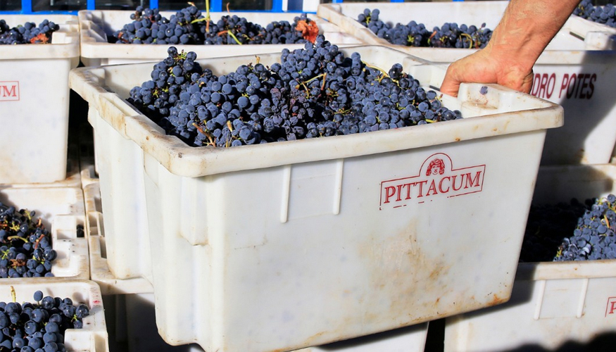 Fundado en 1989 en las R�as Baixas, el Grupo Terras Gauda lleg� a la comarca del Bierzo en 2003 con la creaci�n de Pittacum...