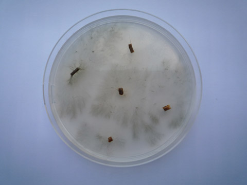Foto 8: Aislamiento de V. dahliae para confirmar la infeccin de las plantas