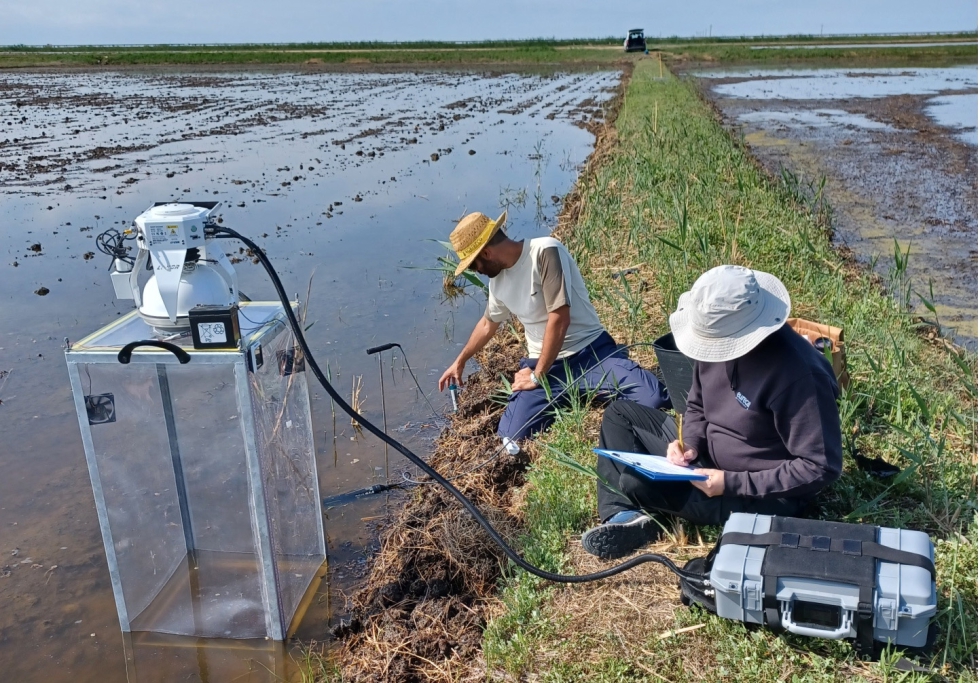 Toma de muestras en un arrozal en el marco del proyecto Bioresilmed