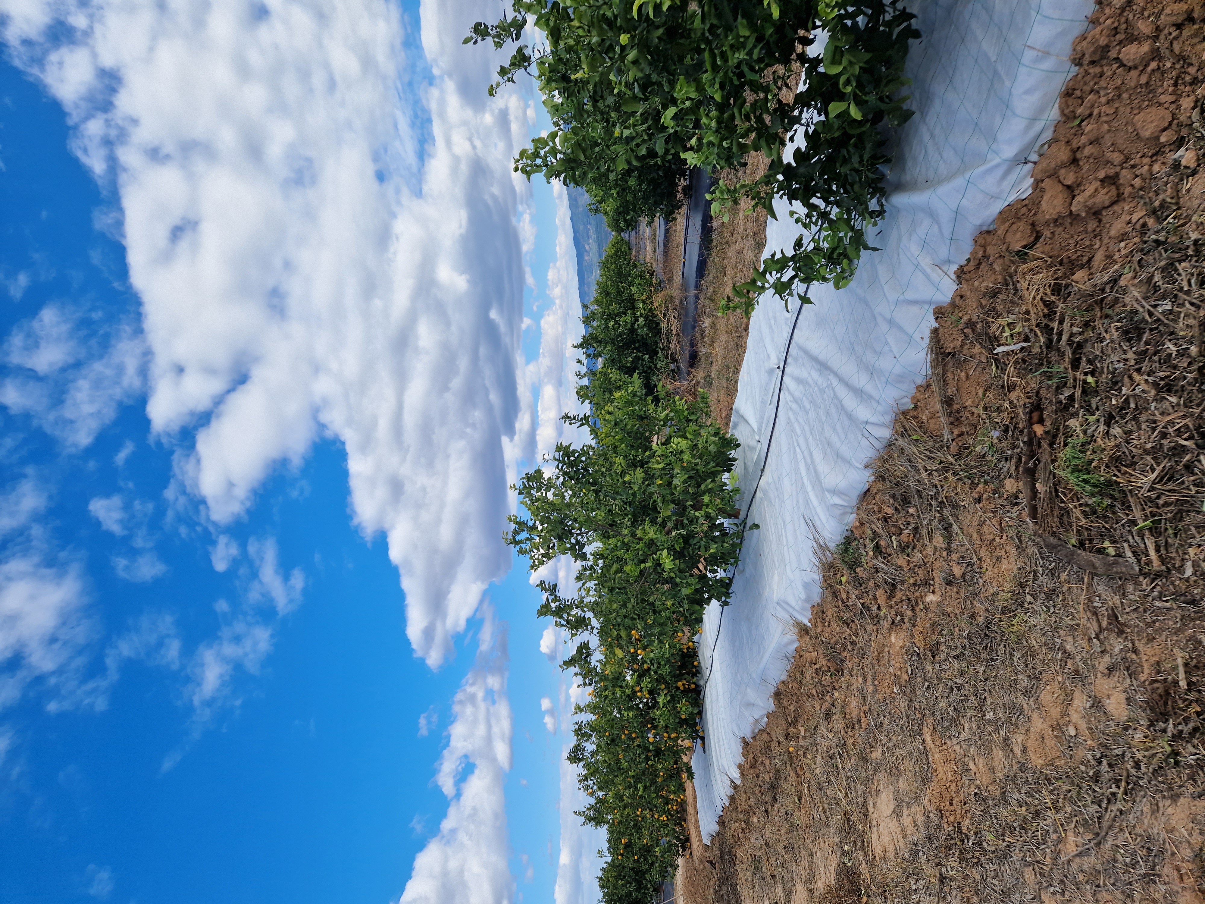 El estudio se centr� en el cultivo de lim�n, pero la t�cnica es extensible a otros le�osos