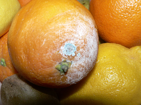 Citrus fruit affected by rots