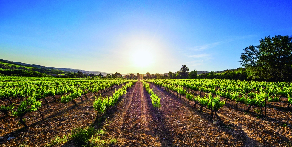 La actividad vitivin�cola est� muy ligada a la climatolog�a y uno de sus retos m�s importantes es la adaptaci�n a los efectos del cambio clim�tico...