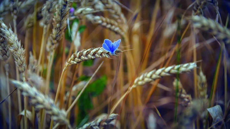 Desarrollar cereales capaces de autofertilizarse es uno de los mayores retos de los investigadores en el �mbito de la agricultura...