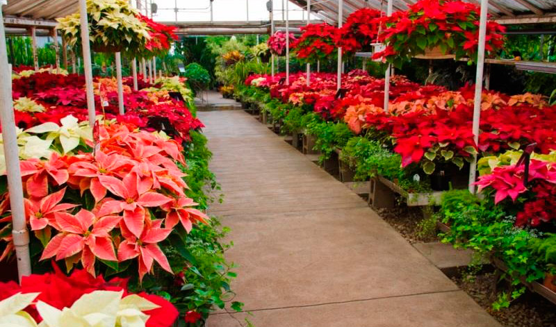 La Flor de Pascua es una de las plantas ornamentales m�s vendidas en Navidad y puede mantenerse viva durante todo el a�o con los cuidados adecuados...