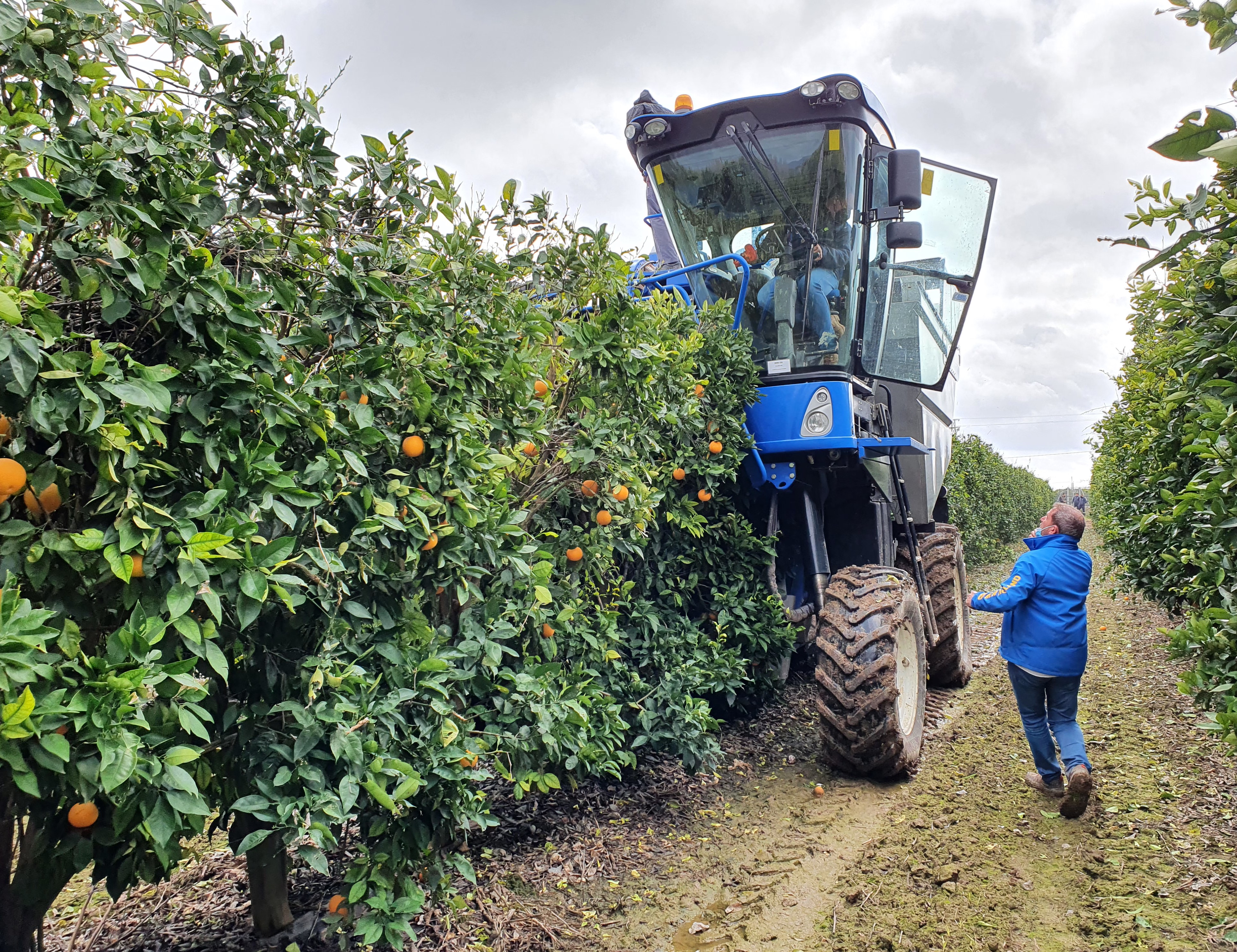 Recolecci�n de naranja