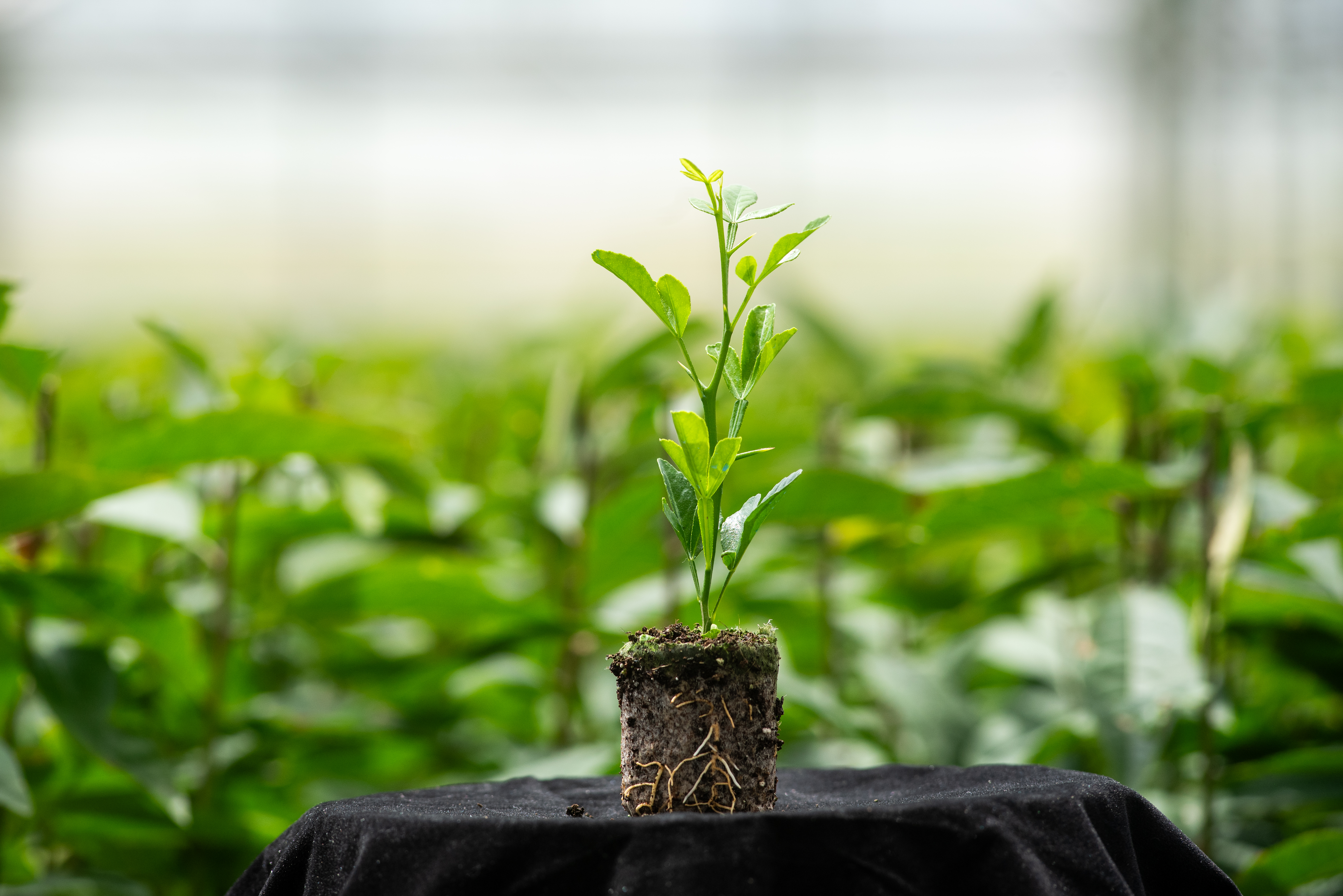 El portainjerto CIVAC-19 ha sido desarrollado dentro del programa de mejora gen�tica del IVIA y coobtenido con Agromillora...