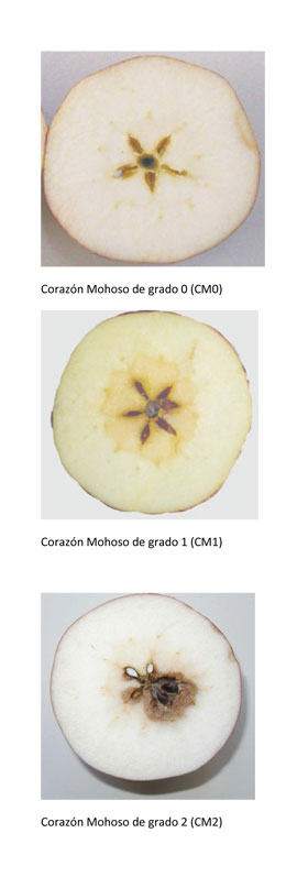 Los Efectos de Corazn Mohoso en manzana Red Delicious