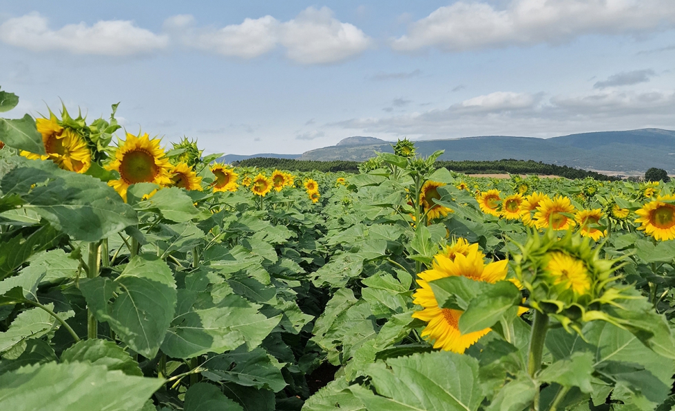 El girasol ser� uno de los cultivos empleados como fuente de materia prima para la producci�n de SAF y RD