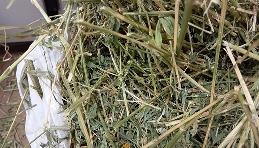 Muestras para la parte pr�ctica de la II Jornada sobre Calidad de Forrajes en el marco del proyecto LIFE Green Sheep