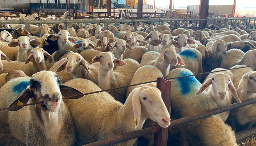 Granja de la raza ovina Assaf