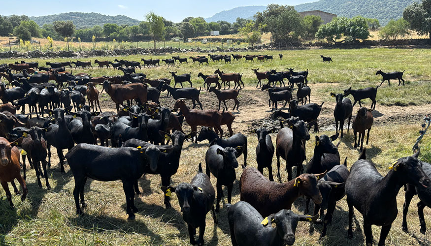 Reba�o de la raza caprina Murciano-Granadina