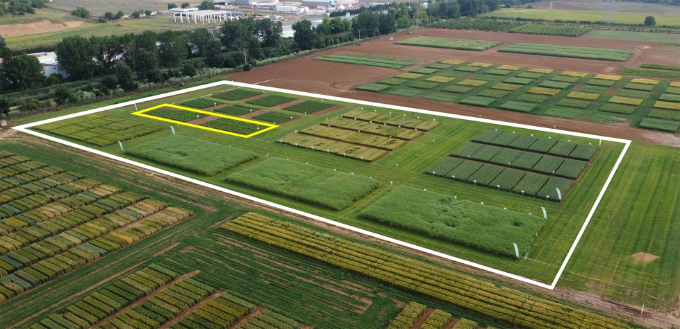 Figura 1. Detalle del campo experimental de fertilizaci�n de EuroChem en la finca Zamadue�as del ITACyL en la campa�a 2024-2025...