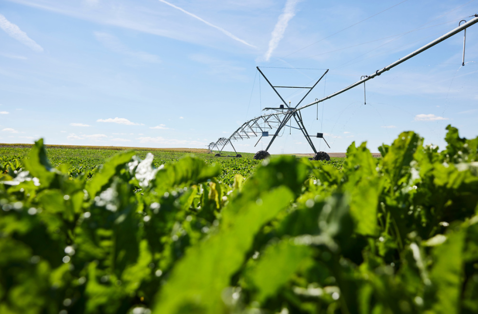 En Espa�a, y de forma muy destacada en Castilla y Le�n, la remolacha azucarera ha sido hist�ricamente un cultivo ligado a la innovaci�n t�cnica...