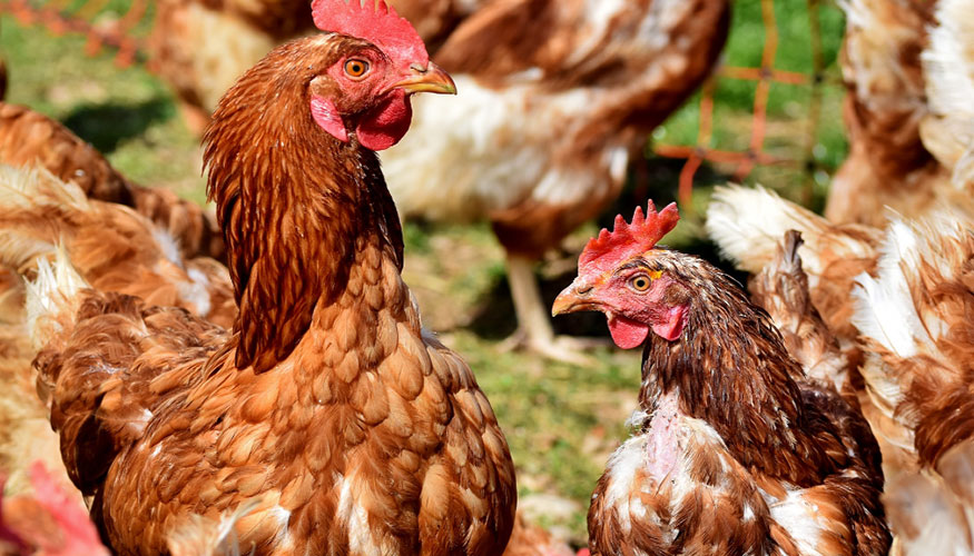 Ejemplares de gallina