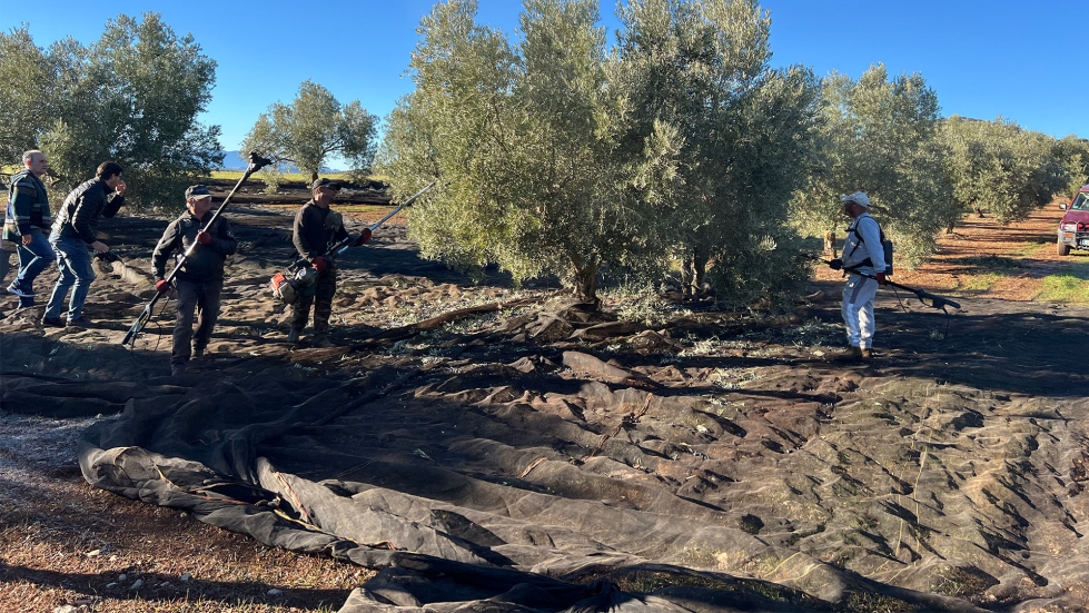 Recogida de aceituna en los campos de Sierra M�gina