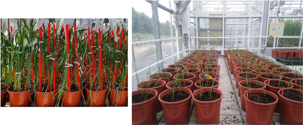 Configuraci�n experimental en invernadero para el estudio molecular y prote�mico bajo estr�s h�drico de cuatro genotipos de trigo duro y cuatro de...