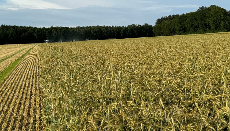 La retenci�n de los agricultores ha permitido este a�o mantener los precios f�sicos en niveles menos bajos de lo que podr�a haberse esperado...