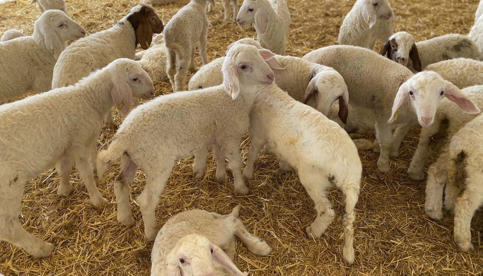 Corderos en una sala de lactancia