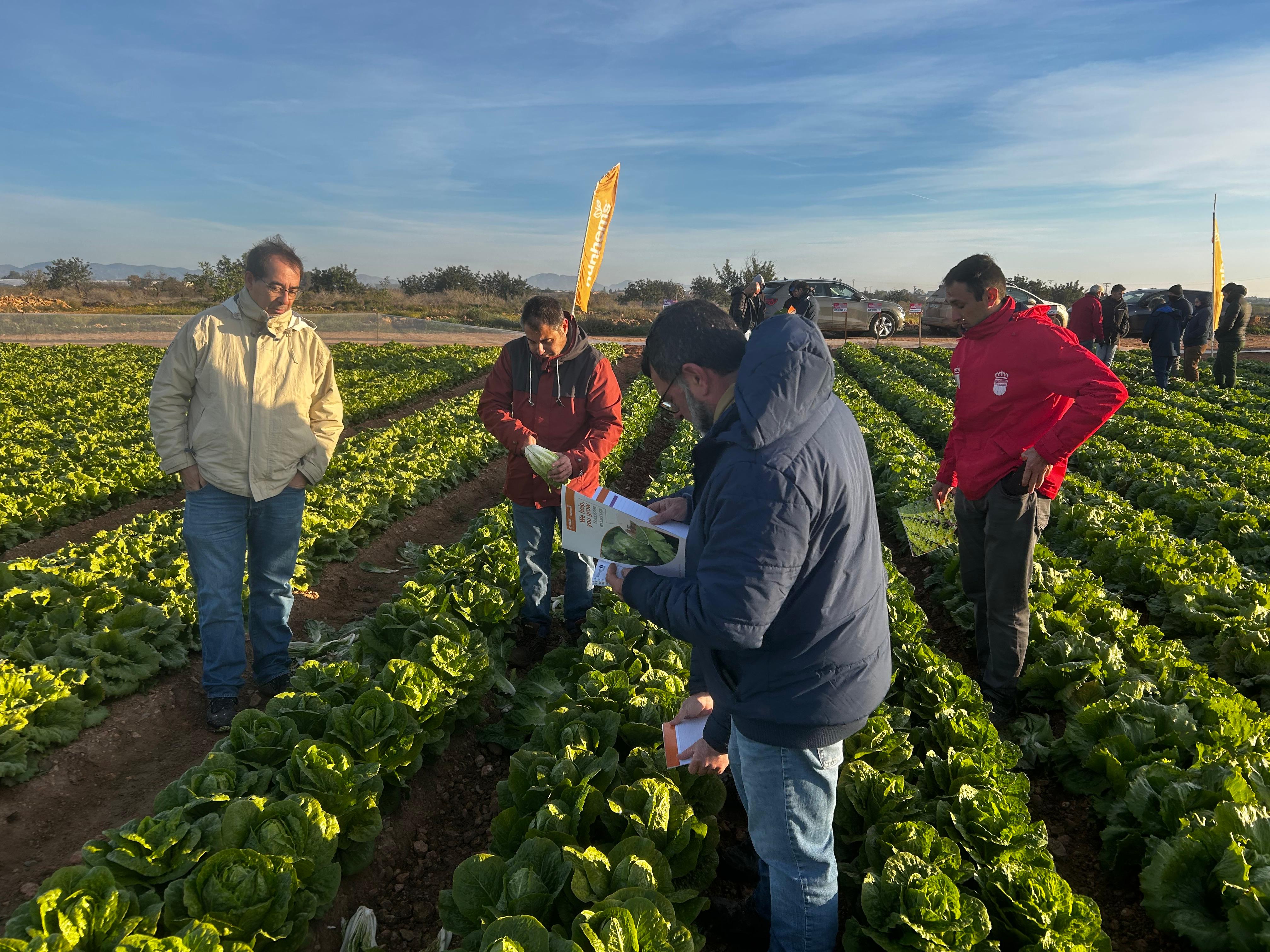 Imagen de una de las visitas a campo para mostrar las novedades de BASF | Nunhems en lechuga iceberg y romana