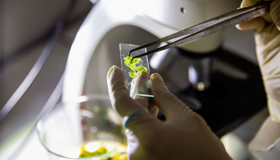 El cultivo de algas se perfila como un mercado emergente con alto valor a�adido, capaz de generar innovaci�n...