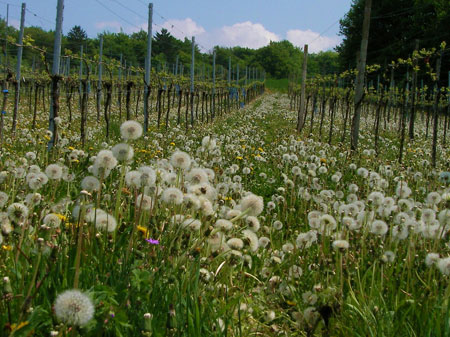 Viedos en primavera, en el sur de Alemania