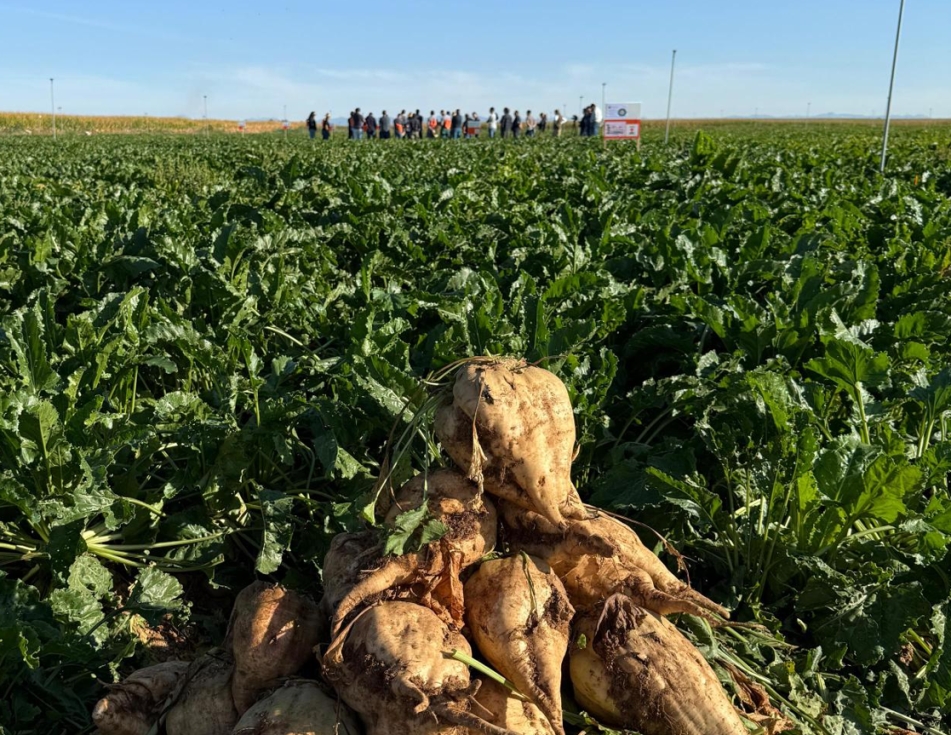 Campo de ensayo de KWS en Valdefuentes del P�ramo (Le�n)