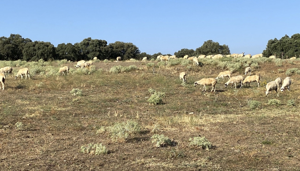 Reba�o de rumiantes en extensivo