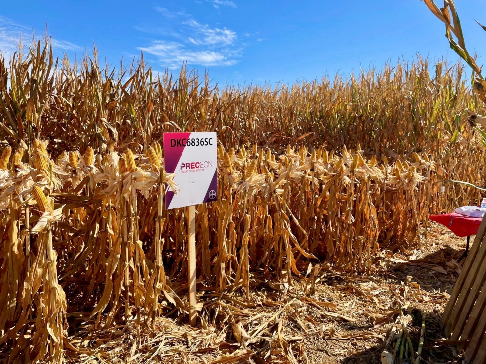 Variedad de ma�z del sistema Preceon� Smart Corn de Bayer