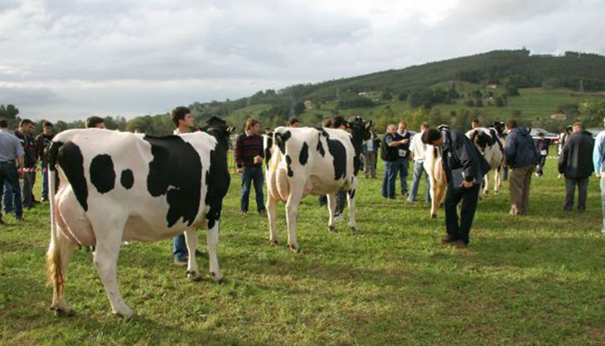Concentraci�n de ganado vacuno en Galicia