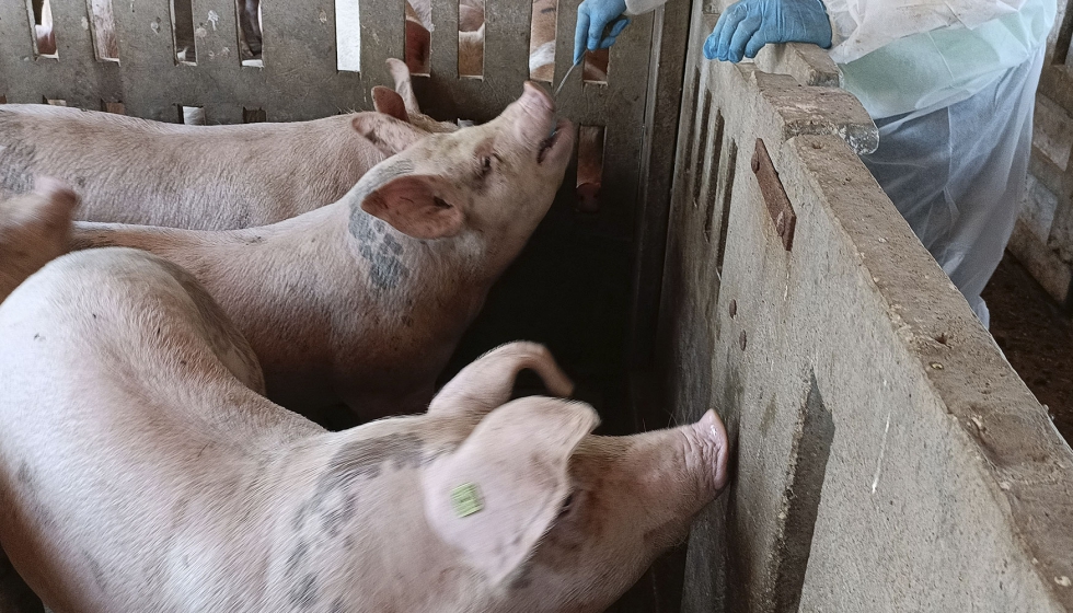 Toma de muestras de saliva a un ejemplar de la especie porcina