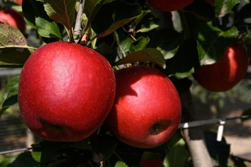 Imagen de la variedad de manzana STELLAR