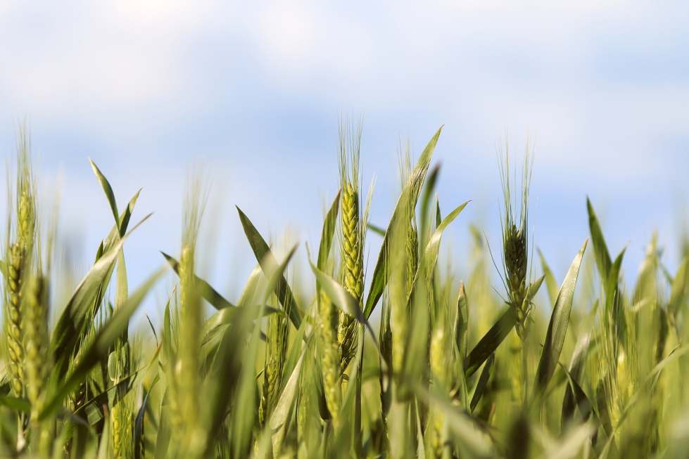 ADAMA recomienda m�xima vigilancia a partir del final del ahijado