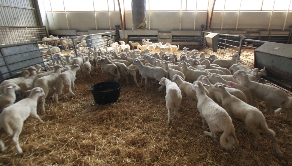 Ejemplares de la raza ovina Manchega