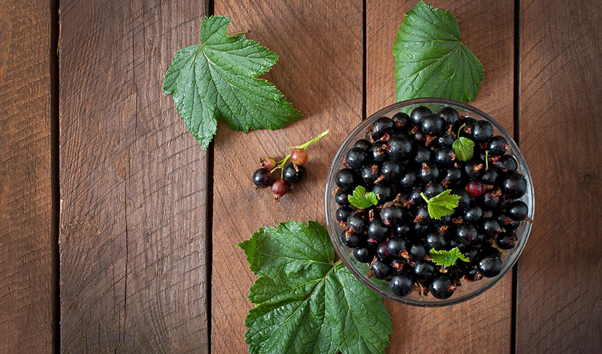 Las nuevas variedades de grosellas negras, dulces y f�ciles de cultivar...