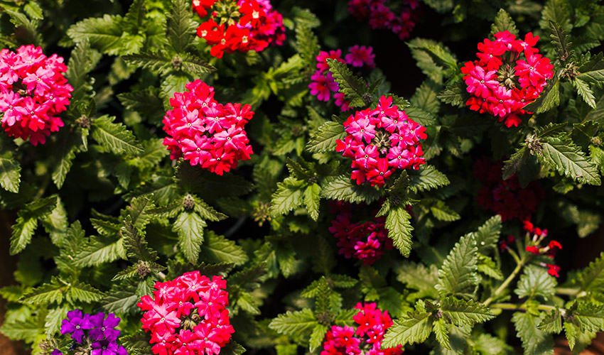 Lantana