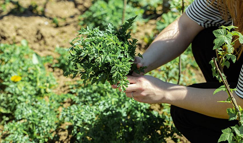 El cultivo de plantas comestibles en el jard�n combina sabor y sostenibilidad...