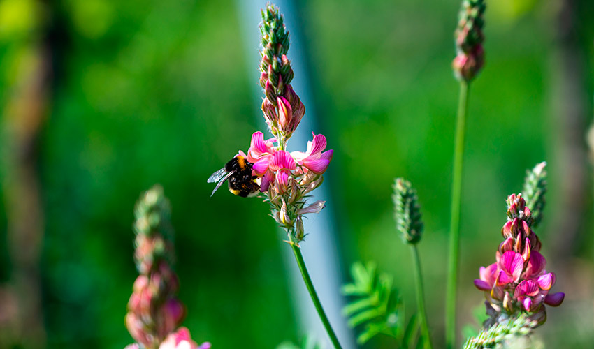Las plantas para polinizadores, como rosas resistentes y dalias de flor simple...