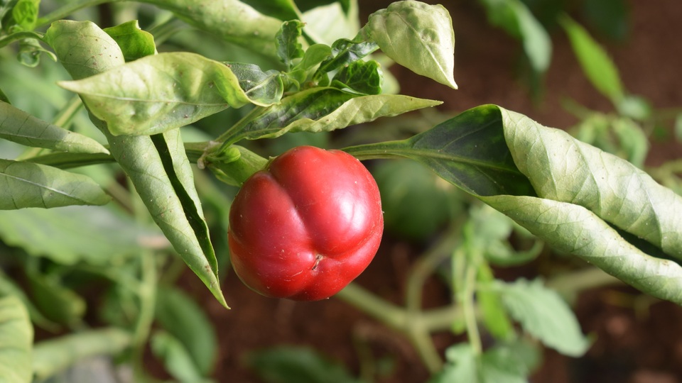 Pimento do Sabugal