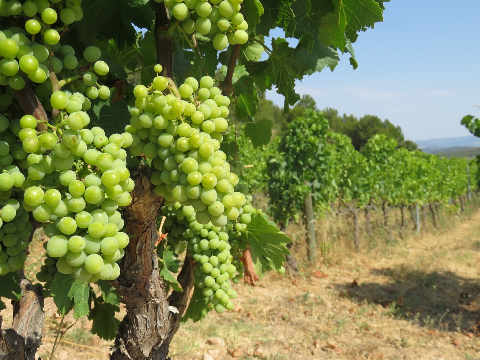 Vi�edo en espaldera