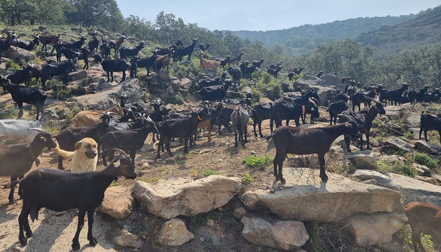 Figura 1. Cabras de raza Verata en la explotaci�n donde se ha realizado el estudio en Casas del Monte (C�ceres)