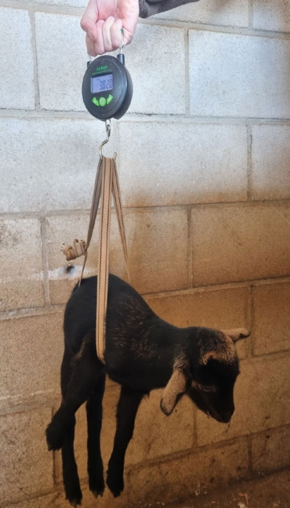 Figura 2. Peso de cabritos