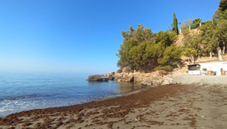 La gran densidad de biomasa depositada en las playas espa�olas garantiza el suministro de materia prima necesario para una futura producci�n a escala...